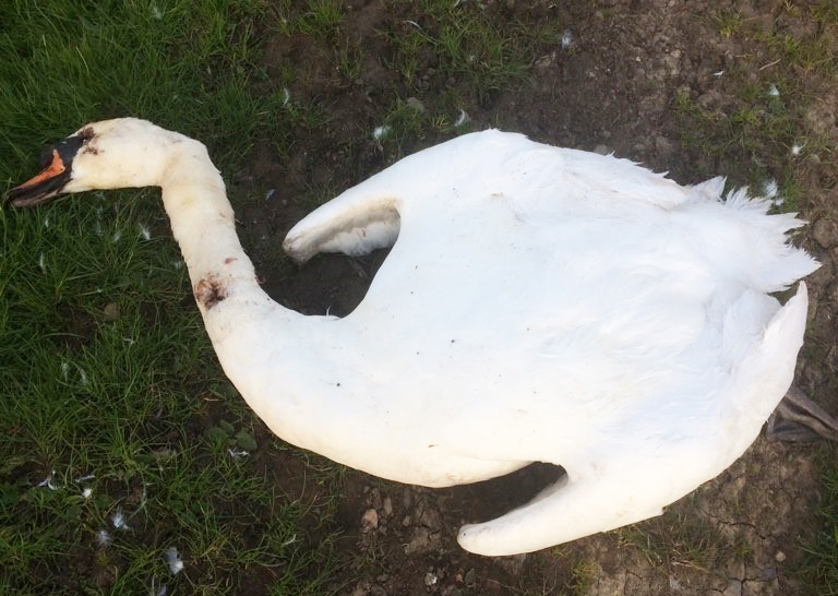 23 Colburn swan crop.jpg