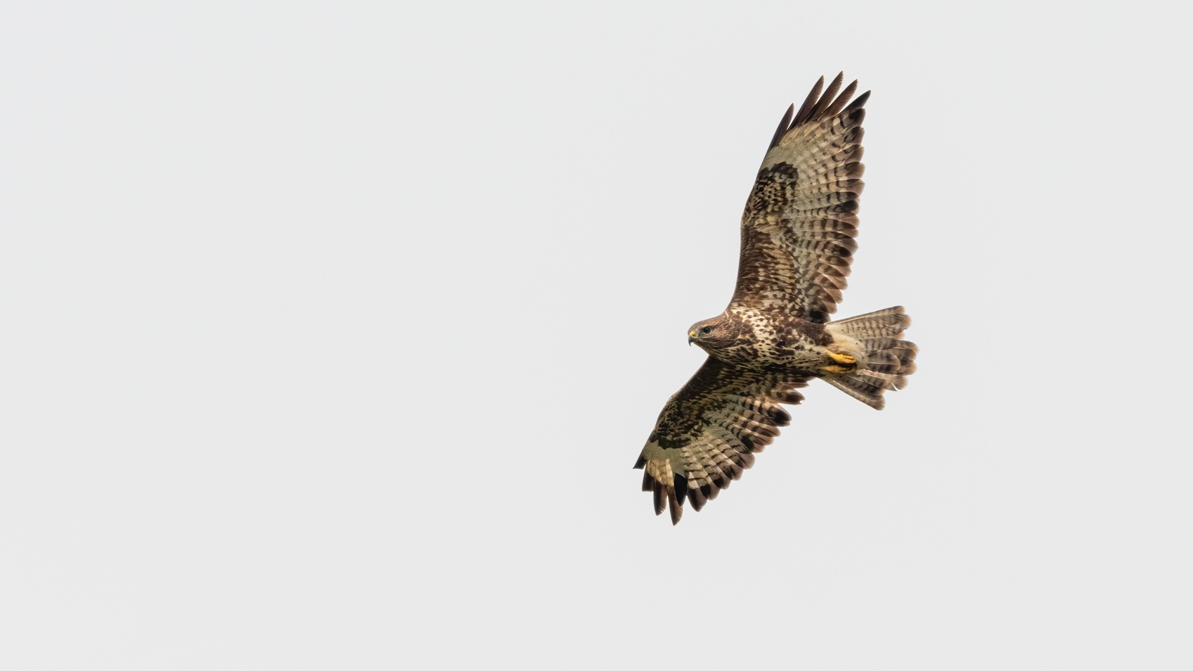 Buzzard (file pic).jpg